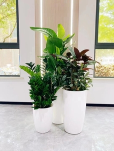 选择宁波奉化花木租赁，装点多彩办公环境